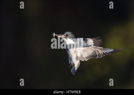 Un maschio Belted Kingfisher Vola di fronte a uno sfondo scuro con un minnow nel suo becco su una luminosa giornata di sole. Foto Stock