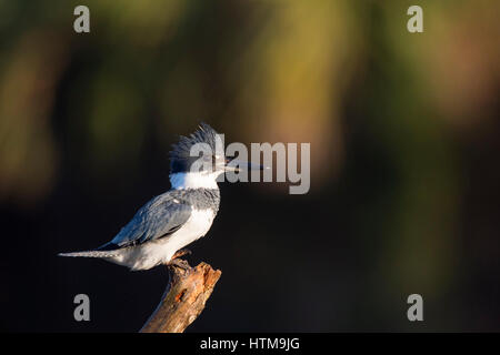 Un maschio Belted Kingfisher posatoi nelle prime ore del mattino la luce del sole su di una filiale di grandi dimensioni contro uno sfondo scuro. Foto Stock