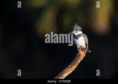 Un maschio Belted Kingfisher posatoi nelle prime ore del mattino la luce del sole su di una filiale di grandi dimensioni contro uno sfondo scuro. Foto Stock