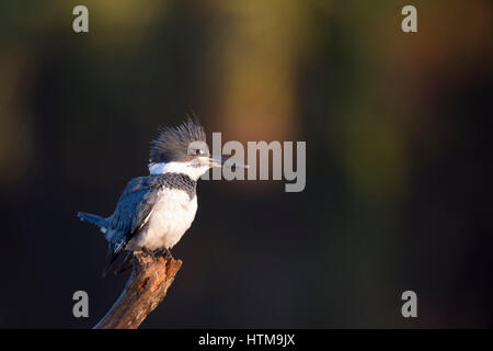 Un maschio Belted Kingfisher posatoi nelle prime ore del mattino la luce del sole su di una filiale di grandi dimensioni contro uno sfondo scuro. Foto Stock