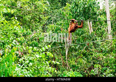 Orangutan nella zona di foresta pluviale primaria nel Sepilok Orang Utan Centro di riabilitazione. Borneo Malese. Foto Stock