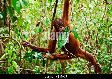 Orangutan nella zona di foresta pluviale primaria nel Sepilok Orang Utan Centro di riabilitazione. Borneo Malese. Foto Stock