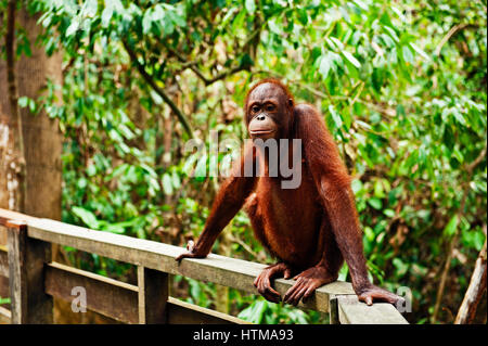 Orangutan nella zona di foresta pluviale primaria nel Sepilok Orang Utan Centro di riabilitazione. Borneo Malese. Foto Stock