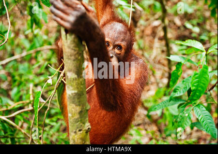 Orangutan nella zona di foresta pluviale primaria nel Sepilok Orang Utan Centro di riabilitazione. Borneo Malese. Foto Stock