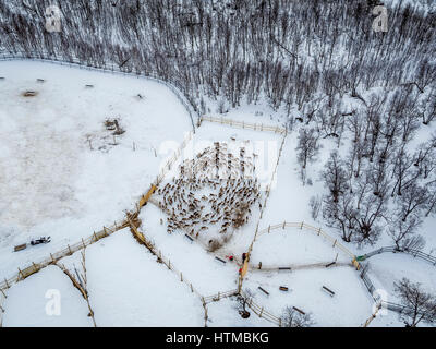La renna imbrancandosi, Area Laponian, Stora Sjofallet National Park, Lapponia, Svezia. Mondo heritiage Area. Foto Stock