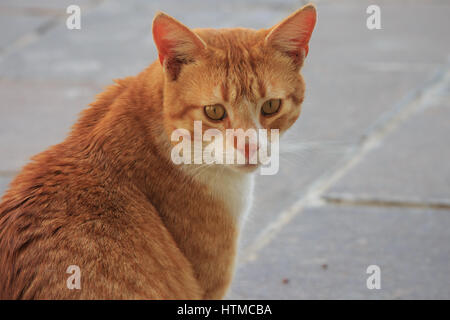 Tranquillo arancione rosso tabby cat cucciolo maschio Foto Stock