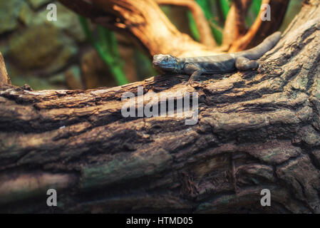 Chiudere fino a lizard sulla struttura ad albero Foto Stock