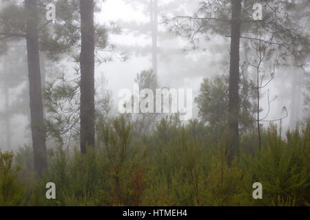 Pinus canariensis. Misty foggy forest in Tenerife, Spagna, inverno meteo Foto Stock