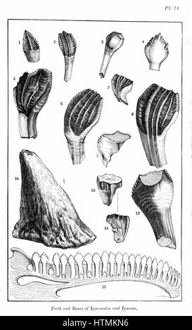 Confronto dei denti fossili & nasale di clacson e Iguanadon, 13, la ganascia inferiore e denti della moderna Iguana (Mantell). Da William Buckland " Geologia e Mineralogia' London 1836. Questo libro è uno dei trattati di Bridgewater Foto Stock