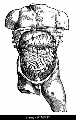 Cavità addominale e il suo contenuto. Da Andreas Vesalius 'De humani corporis fabrica …" , Basilea, 1543. Incisione Foto Stock