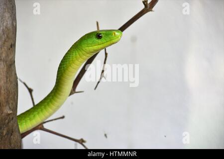 Verde Orientale mamba snake Foto Stock