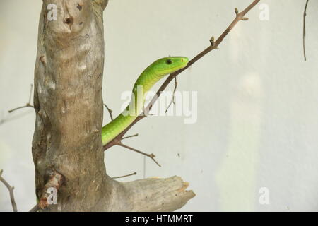 Verde Orientale mamba snake Foto Stock