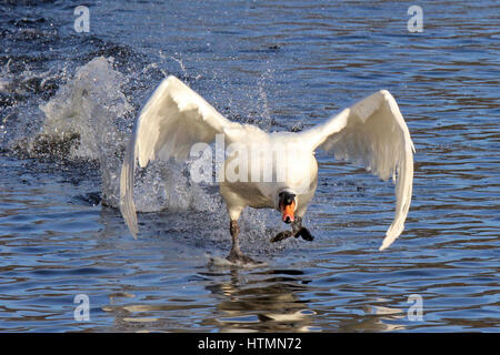 Un cigno sbattimenti le sue ali e decollare da un lago Foto Stock