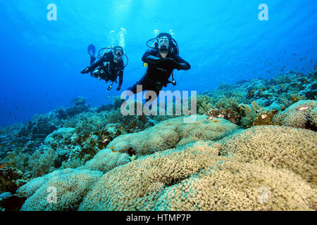 Due subacquei? L uomo e la donna nuota vicino al vaso di fiori di corallo Goniopora (colonna) Mare Rosso, Sharm El Sheikh, Sinai, Egitto Foto Stock