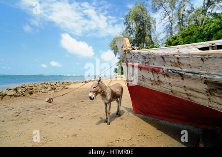 Asino essendo utilizzato per il trasporto di sabbia sull'arcipelago di Lamu permanente sulla spiaggia, Kenya Foto Stock