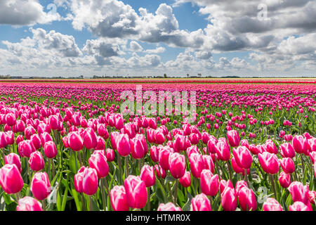 Campi di Tulipani in Olanda in una giornata di sole in primavera. I campi sono in piena fioritura e il cielo è blu con tipici nuvole bianche. Foto Stock