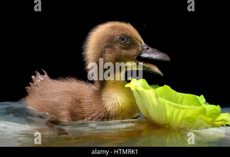 Piccolo bambino di anatra rilassanti in acqua foto con studio flash illuminazione. Foto Stock