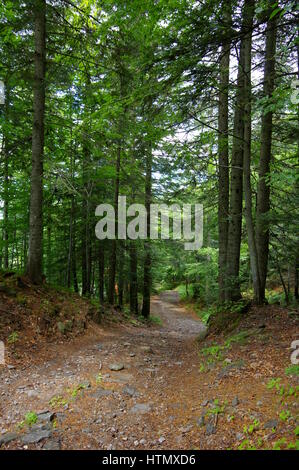 Sassoso sentiero nel bosco di pioppo con Sun ottenendo attraverso gli alberi - sentiero di montagna - vacanze estive in Abetone, Monte Gomito, Pistoia, Toscana, Italia Foto Stock