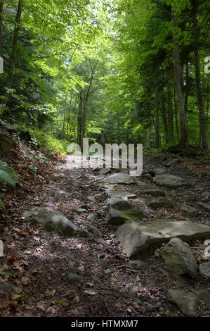 Sassoso sentiero nel bosco con Sun ottenendo attraverso gli alberi - sentiero di montagna - vacanze estive in Abetone, Monte Gomito, Pistoia, Toscana, Italia, Europa Foto Stock