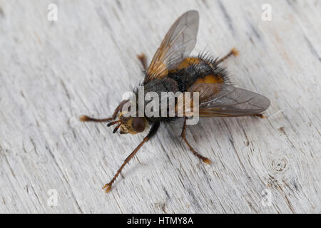 Igelfliege, Raupenfliege, Tachina fera, Tachinid Fly Fly parassita, la Tachinaire sauvage, Tachinidae, Raupenfliegen, Igelfliegen, Schmarotzerfliegen Foto Stock