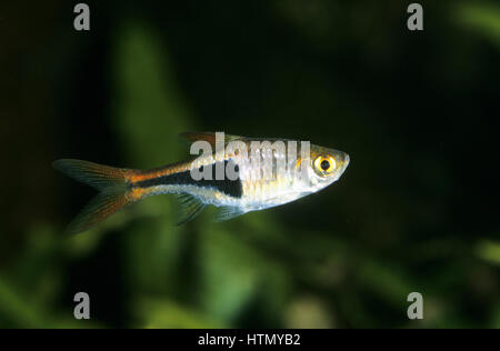 Keilfleckbärbling, Keilfleck-Bärbling, Keilfleckrasbora, Keilfleck-Rasbora, Rasbora heteromorpha, Trigonostigma heteromorpha, harlequin rasbora, Le Ra Foto Stock