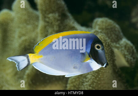 Weißkehl-Doktorfisch, Weißbrust-Doktorfisch, Acanthurus leucosternon, blu polvere tang, powderblue surgeonfish, Poisson-chirurgien à poitrine blanche, Foto Stock