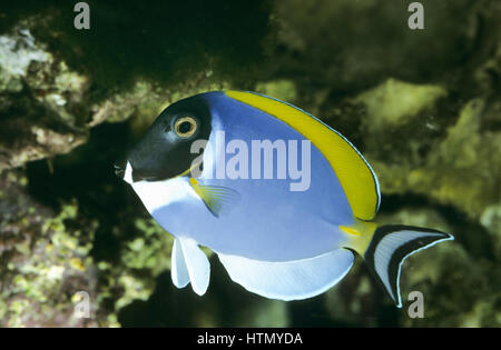Weißkehl-Doktorfisch, Weißbrust-Doktorfisch, Acanthurus leucosternon, blu polvere tang, powderblue surgeonfish, Poisson-chirurgien à poitrine blanche, Foto Stock