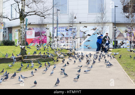 Stormo di piccioni in Derby Riverside Gardens Foto Stock