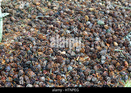 Conifere, Pigna, foreste, ago, marcio Foto Stock