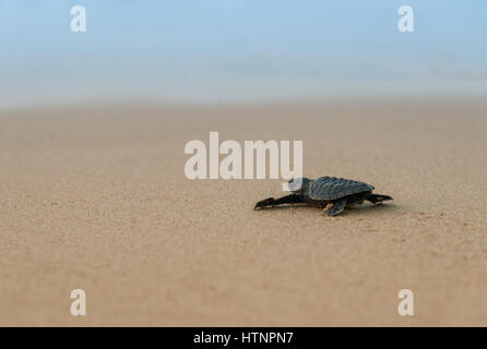 Piccola tartaruga sulla sabbia Foto Stock