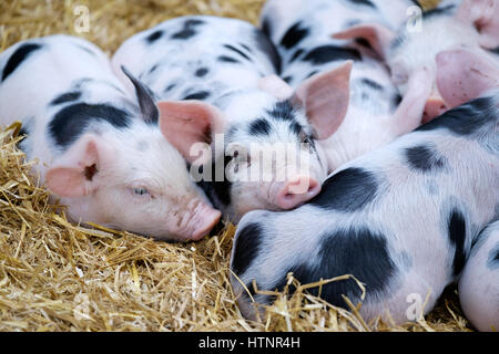 Una cucciolata di Gloucestershire vecchio spot di suinetti sdraiato sul fieno e accoccolato su insieme vicino la loro madre seminare deriva sucklingasleep ha spinto in appoggio Foto Stock