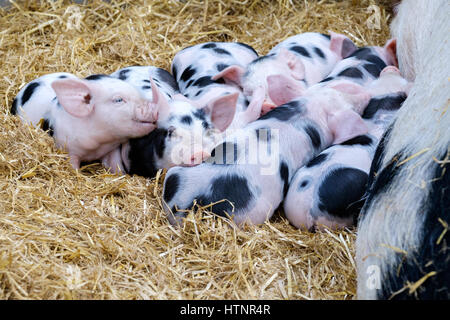 Una cucciolata di Gloucestershire vecchio spot di suinetti sdraiato sul fieno e accoccolato su insieme vicino la loro madre seminare deriva sucklingasleep ha spinto in appoggio Foto Stock