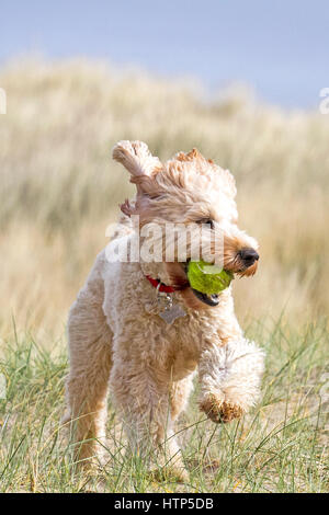 Cani al giorno fuori, Ainsdale, Merseyside. Il 14 marzo 2017. Un anno Cockapoo "Ruby" sta avendo la giornata migliore mai la caccia per la sua palla da tennis nelle dune di sabbia sulla spiaggia Ainsdale nel Merseyside. Completamente orientate alle persone, la Cockapoo è abbastanza intelligente da treno facilmente ed è così affettuoso che non dovrai mai sentirsi soli. Questo adorabile razza di cane sono ben noti per la loro personalità clown. Credito: Cernan Elias/Alamy Live News Foto Stock