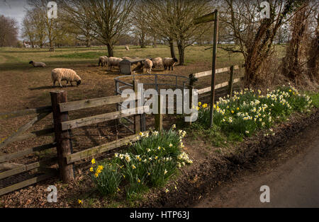 Thriplow, Cambridgeshire, Regno Unito. Xiv Mar, 2017. Il villaggio di Thriplow ancora una volta ospita ogni anno il Thriplow Daffodil Festival questo weekend del XVIII e XIX di marzo. Il festival è iniziato nel 1969 per raccogliere fondi per un nuovo tetto della chiesa e da allora ha raccolto oltre £400.000 per le associazioni di beneficenza locali. Quest'anno i principali sarà devoluto all'East Anglia ospizio per bambini (ciascuno) in aggiunta ai fondi che vengono assegnati annualmente alle organizzazioni di beneficenza all'interno della parrocchia. Credito: BRIAN HARRIS/Alamy Live News Foto Stock
