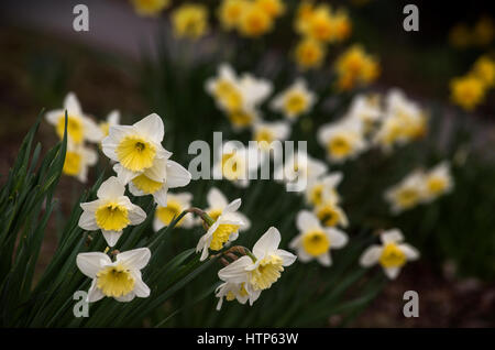 Thriplow, Cambridgeshire, Regno Unito. Xiv Mar, 2017. Il villaggio di Thriplow ancora una volta ospita ogni anno il Thriplow Daffodil Festival questo weekend del XVIII e XIX di marzo. Il festival è iniziato nel 1969 per raccogliere fondi per un nuovo tetto della chiesa e da allora ha raccolto oltre £400.000 per le associazioni di beneficenza locali. Quest'anno i principali sarà devoluto all'East Anglia ospizio per bambini (ciascuno) in aggiunta ai fondi che vengono assegnati annualmente alle organizzazioni di beneficenza all'interno della parrocchia. Credito: BRIAN HARRIS/Alamy Live News Foto Stock