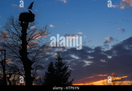 Boizenburg, Germania. 13 Mar, 2017. Una coppia di cicogne che si vede poco prima del tramonto in un nido in Gothmann vicino Boizenburg, Germania, 13 marzo 2017. La cicogna protettori del Meclemburgopomerania occidentale di guardare al futuro con notevoli preoccupazioni: 80 percento di giovani cicogne non sopravvivono al primo anno. Negli ultimi dieci anni ha visto il successo riproduttivo diminuiscono significativamente tra cicogne nella regione. Foto: Jens Büttner/dpa-Zentralbild/dpa/Alamy Live News Foto Stock