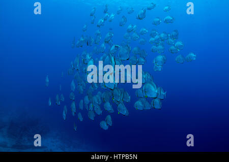 Scuola di pesce Orbicular batfish, circolare, batfish batfish orbiculate, round batfish o orbic (batfish Platax orbicularis) sulle acque blu, sfondo Foto Stock