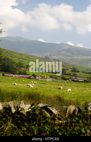 Pecore al pascolo in prato, Wales, Regno Unito Foto Stock