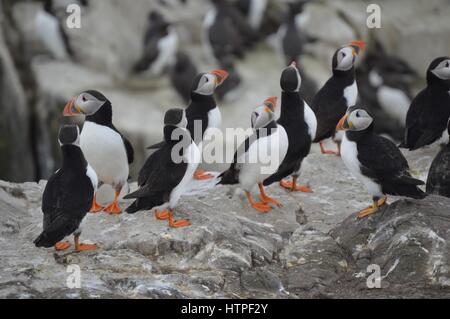 Gruppo di pulcinelle di mare Atlantico sulle isole farne Foto Stock