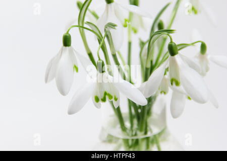Un mazzetto di appena raccolto singolo fiore bucaneve (galanthus) in un vaso di vetro contro uno sfondo bianco in un inglese home in febbraio Foto Stock