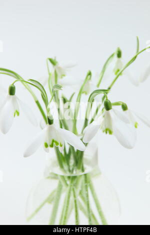 A bunch of freshly picked single flower snowdrops (galanthus) in a glass vase against white background in an English home in February Foto Stock