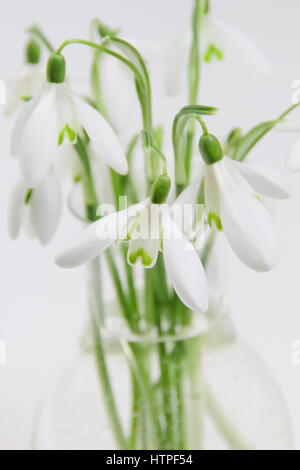 Un mazzetto di appena raccolto singolo fiore bucaneve (galanthus) in un vaso di vetro contro uno sfondo bianco in un inglese home in febbraio Foto Stock