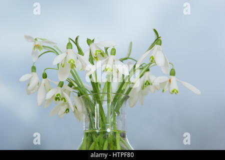 Un mazzetto di appena raccolto singolo fiore bucaneve (galanthus) in un vaso di vetro su un davanzale in un inglese home in febbraio Foto Stock