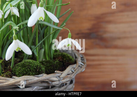 Tessuti decorativi pot piantato con bucaneve (galanthus) contro di legno rustico sfondo in una casa inglese, Febbraio Foto Stock