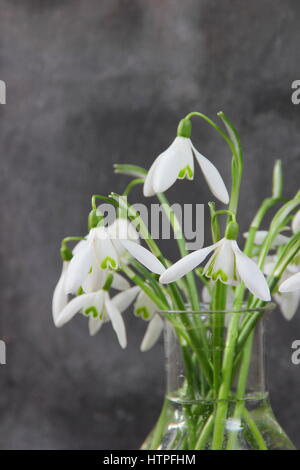 Un mazzetto di appena raccolto singolo fiore bucaneve (galanthus) in un vaso di vetro contro lo sfondo di ardesia, fine febbraio, REGNO UNITO Foto Stock