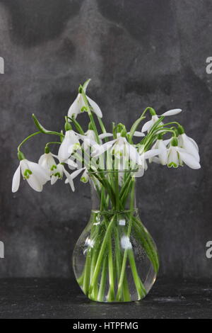 Un mazzetto di appena raccolto singolo fiore bucaneve (galanthus) in un vaso di vetro contro lo sfondo di ardesia, fine febbraio, REGNO UNITO Foto Stock