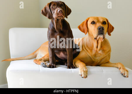 Un giallo Labrador Retriever cane adulto con il suo cioccolato cucciolo marrone sulla sedia bianca alla ricerca di curiosi Foto Stock