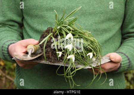 Giardiniere porta sollevato bucaneve (Galanthus nivalis) che sono 'nel verde" - ancora in foglia - Pronto per il dividendo e il reimpianto in un giardino inglese Foto Stock