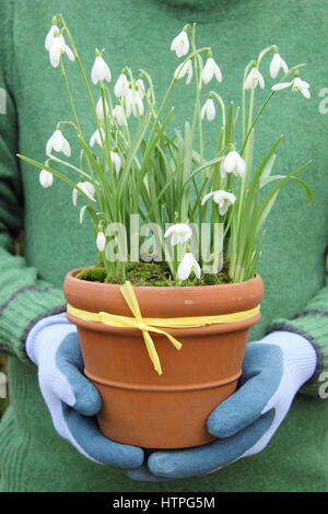 Giardiniere maschio porta comune (bucaneve Galanthus nivalis) in un vaso di terracotta per il posizionamento in un giardino inglese nel tardo inverno Foto Stock