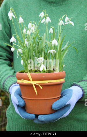 Giardiniere maschio porta comune (bucaneve Galanthus nivalis) in un vaso di terracotta per il posizionamento in un giardino inglese nel tardo inverno Foto Stock